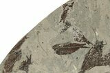 Unprepped Fossil Fish (Knightia) Mortality Plate - Wyoming #257166-1